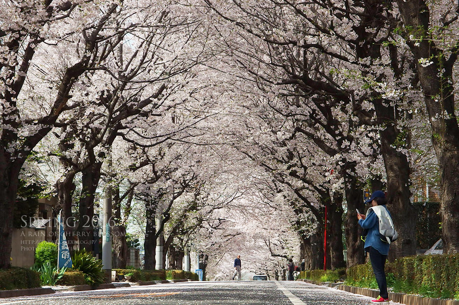 2016 a rain of cherry blossom_b0136403_01161838.jpg