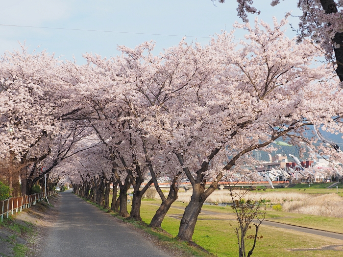 「相川公園 桜」の画像検索結果