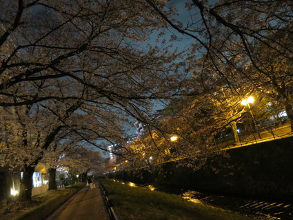 夜桜とダイエット～ごはん☆_c0212604_20545519.jpg