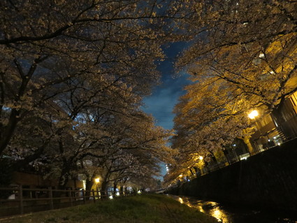 夜桜とダイエット～ごはん☆_c0212604_20551765.jpg