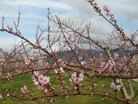 伊達は桃の花が咲き始めました。_d0027904_9262657.jpg