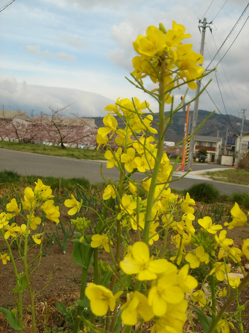 伊達は桃の花が咲き始めました。_d0027904_9373330.jpg