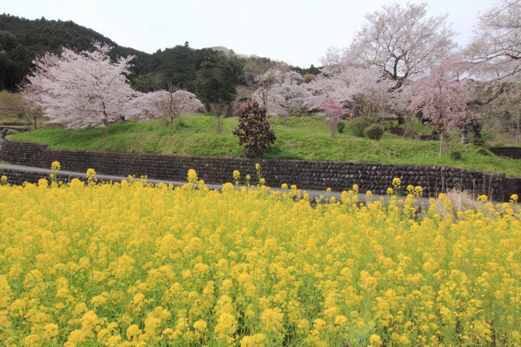 興徳寺のさくら満開です～_a0188405_22135866.jpg