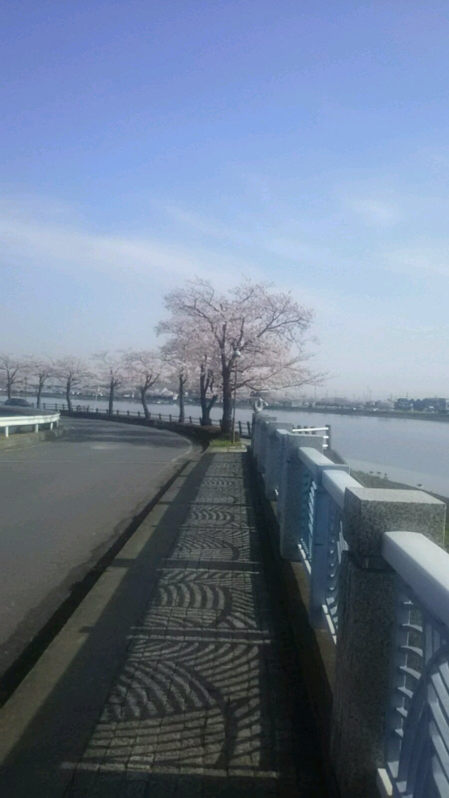 春は桜だね_d0262605_12453243.jpg