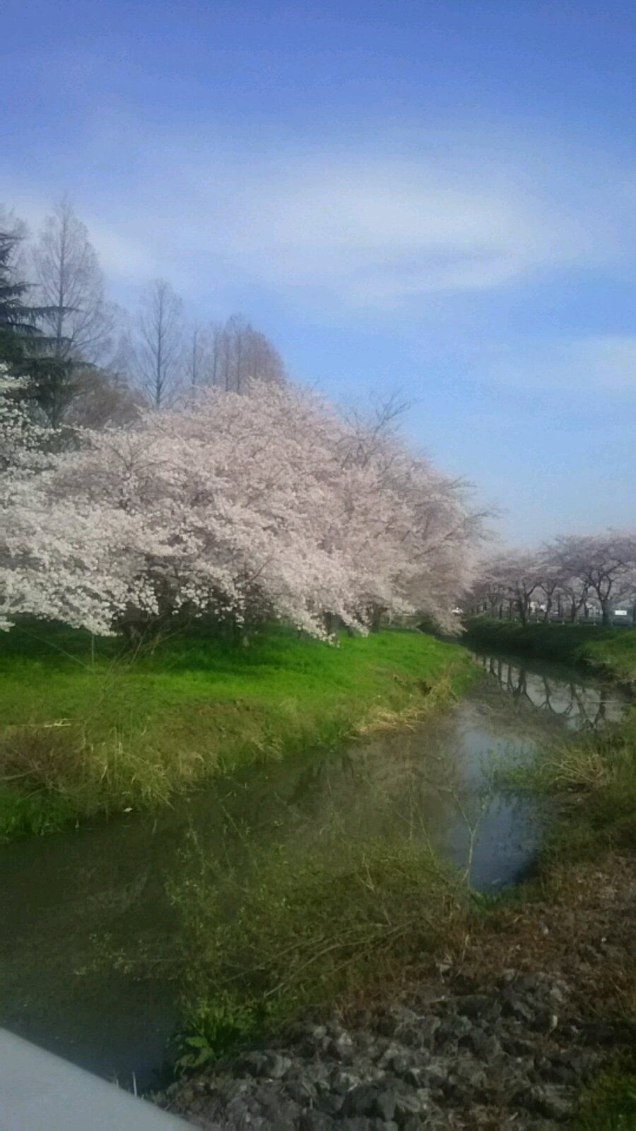 春は桜だね_d0262605_12454523.jpg