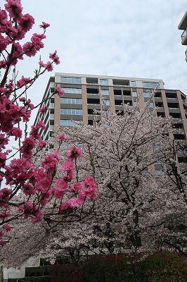 お花見ランチ2016～まだいけた編～_d0115106_13481818.jpg