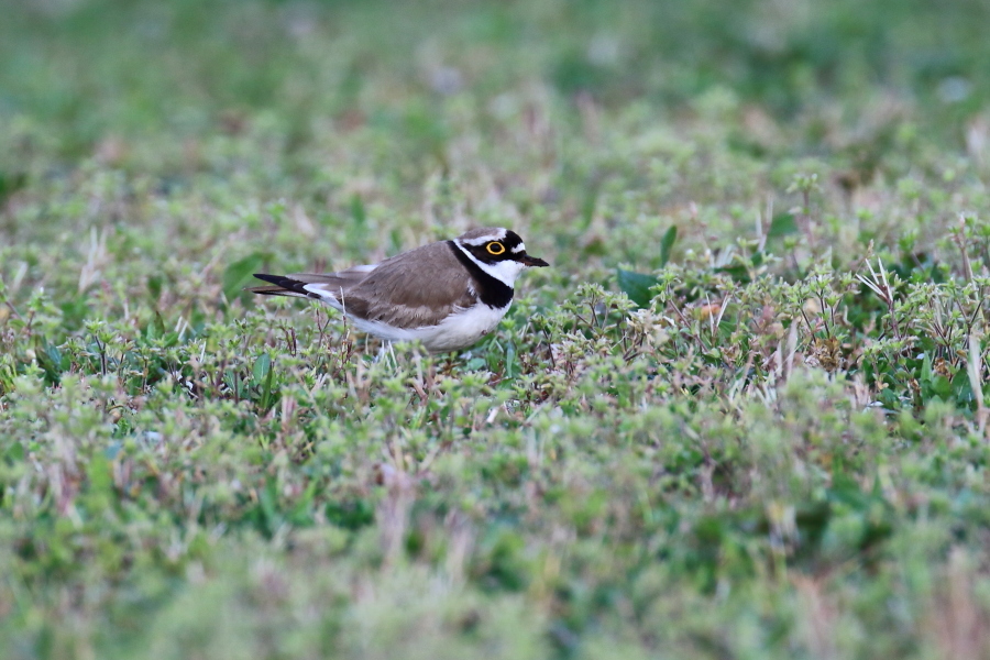 近場の野鳥_d0334006_20311632.jpg