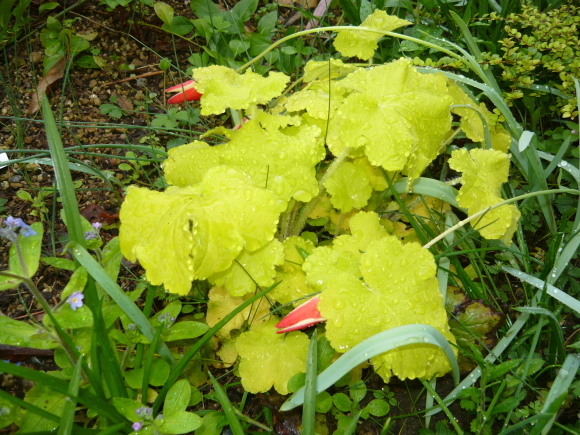 黄金葉の新芽が美しい！_a0139007_17391853.jpg