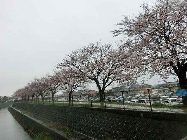 雨の中、富士市内一斉に小中学校の入学式　　私も吉原二中、今泉小へ_f0141310_7334096.jpg