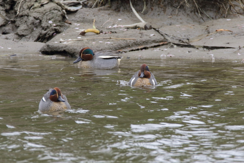 今日の鳥見（2016年4月8日）_f0235311_19561957.jpg