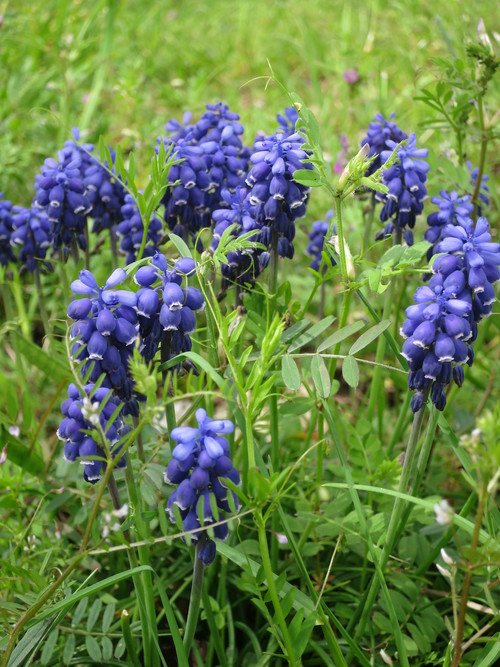 d0038712_1131710.jpg
