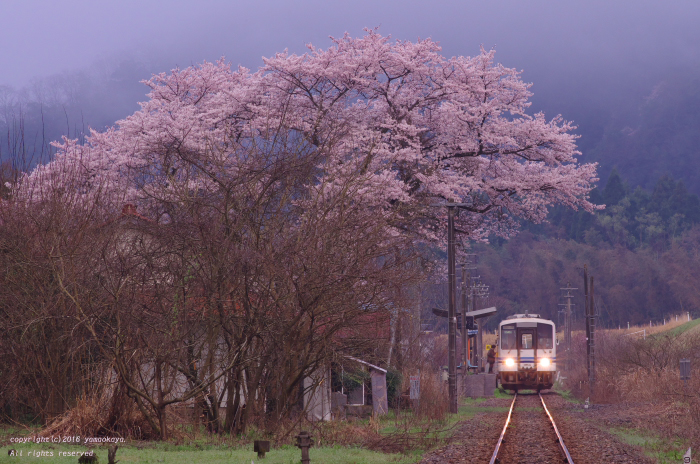 石見簗瀬の大きな桜の樹_d0309612_00349.jpg