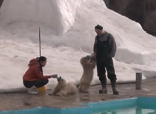 ロシア・イジェフスク動物園の双子の赤ちゃんのシェールィとビェールィ、なかなか水に親しめず_a0151913_20265663.jpg