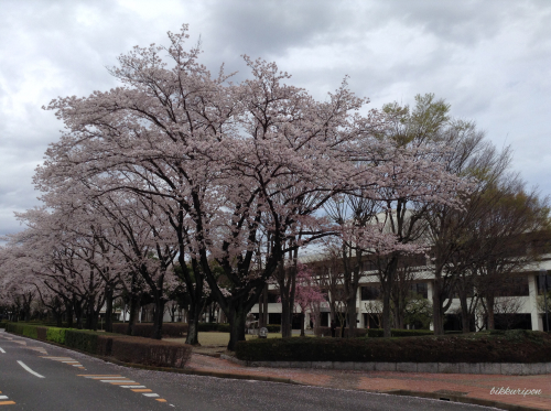 つくば学園都市の桜_d0344913_20380208.jpg