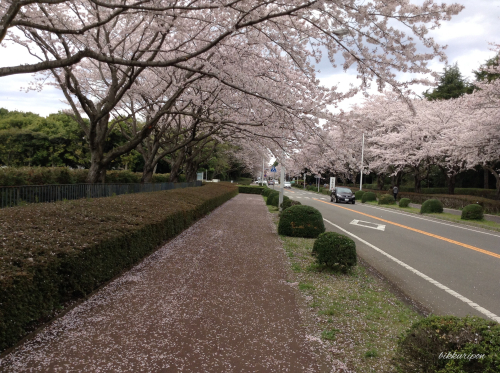 つくば学園都市の桜_d0344913_20384845.jpg