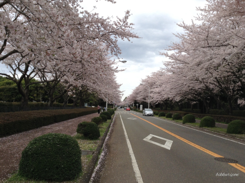 つくば学園都市の桜_d0344913_20390829.jpg