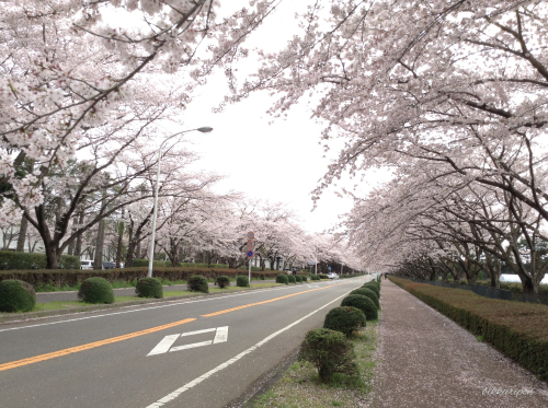 つくば学園都市の桜_d0344913_20392798.jpg