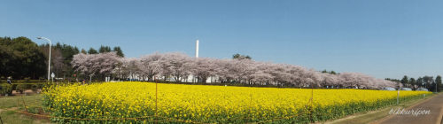 つくば学園都市の桜_d0344913_20393885.jpg