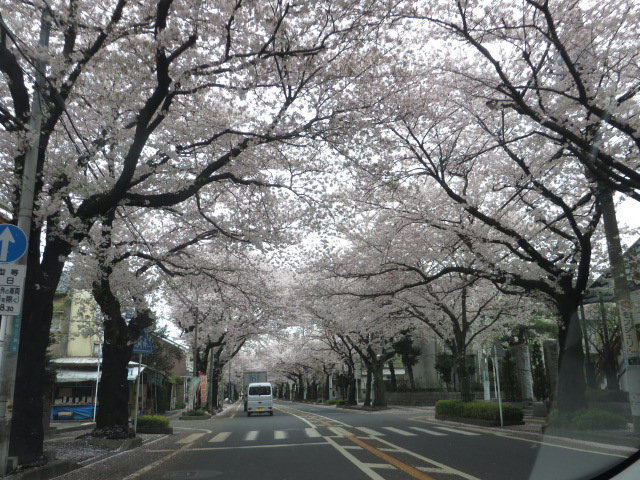 2016ソメイヨシノ（桜）_d0351213_20133496.jpg