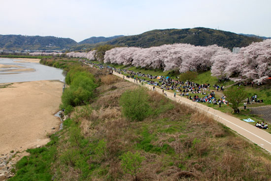16さくら便り42 八幡市背割堤地区 満開_e0048413_1959252.jpg
