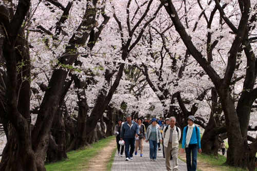 16さくら便り42 八幡市背割堤地区 満開_e0048413_19595291.jpg