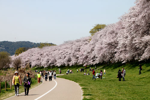 16さくら便り42 八幡市背割堤地区 満開_e0048413_2001487.jpg