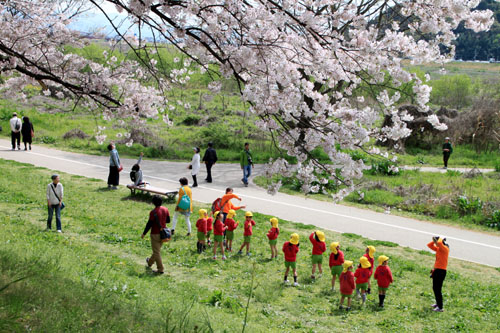 16さくら便り42 八幡市背割堤地区 満開_e0048413_2004569.jpg