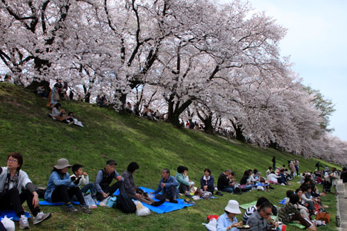 16さくら便り42 八幡市背割堤地区 満開_e0048413_2005523.jpg