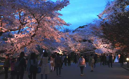 16さくら便り43 京都府立植物園ライトアップ_e0048413_20521910.jpg