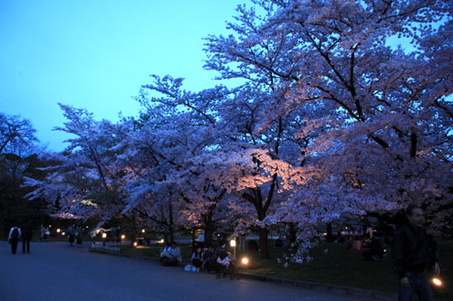16さくら便り43 京都府立植物園ライトアップ_e0048413_20524543.jpg