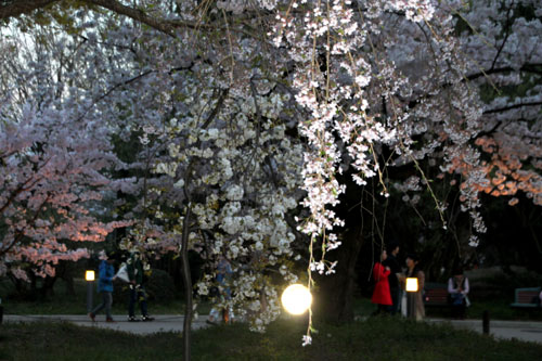 16さくら便り43 京都府立植物園ライトアップ_e0048413_20525572.jpg