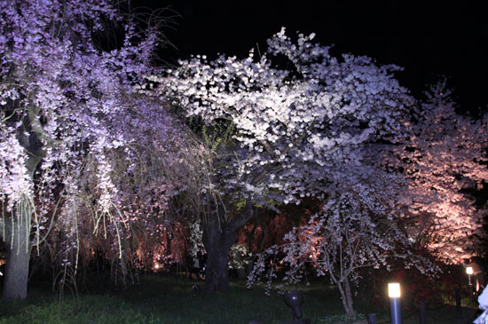 16さくら便り43 京都府立植物園ライトアップ_e0048413_20534163.jpg