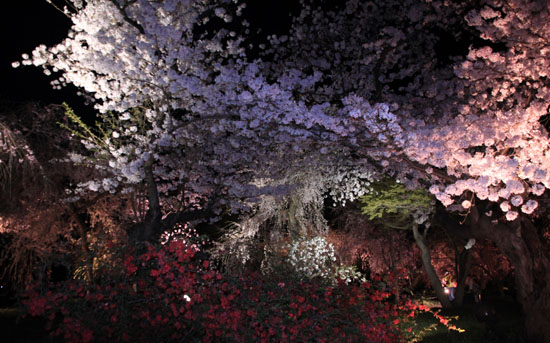 16さくら便り43 京都府立植物園ライトアップ_e0048413_20535029.jpg