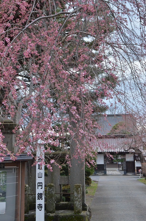 栗駒の桜の花、だんだん増えてきました_e0349817_21545458.jpg