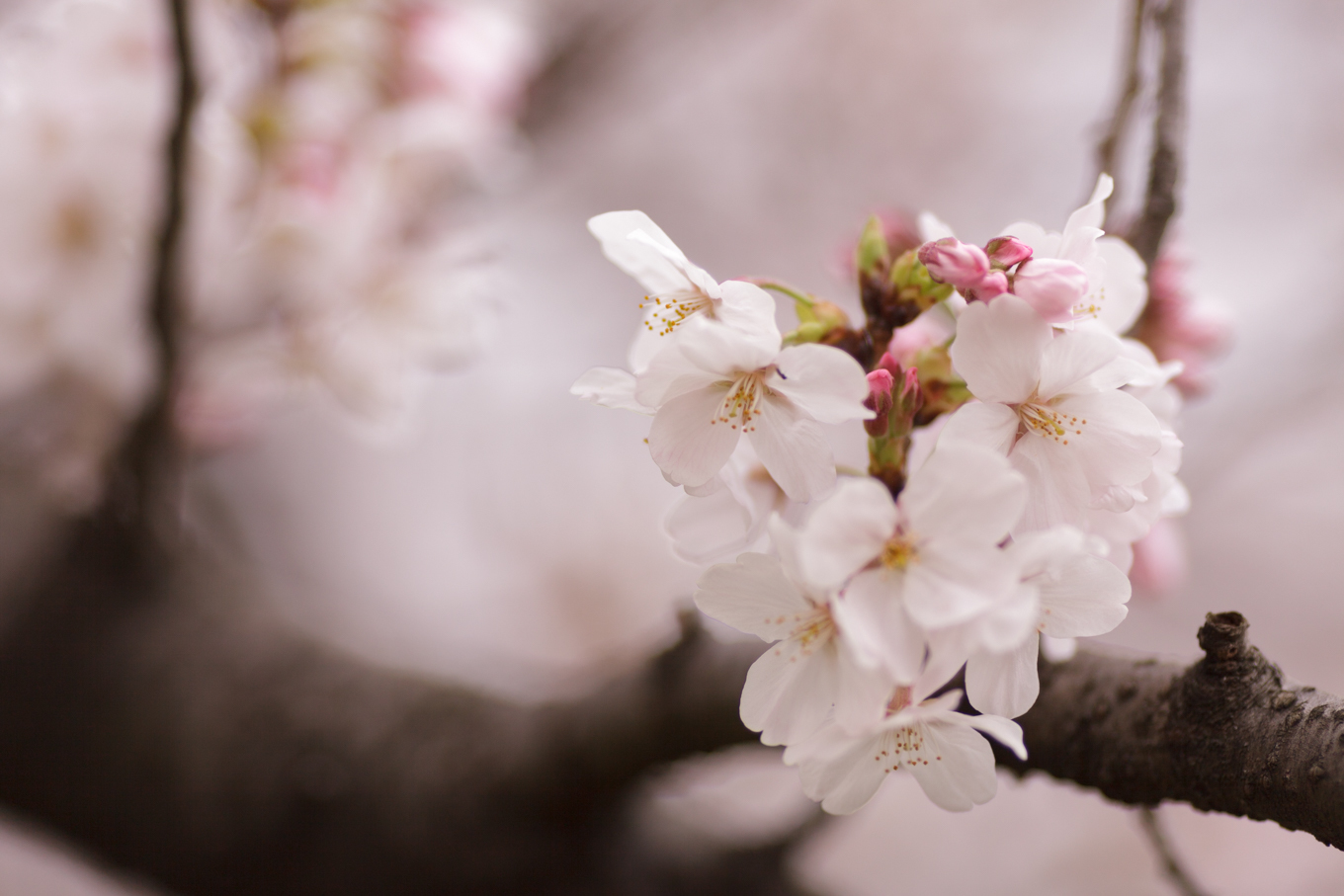 花曇りのやさしい桜_c0369219_16435378.jpg