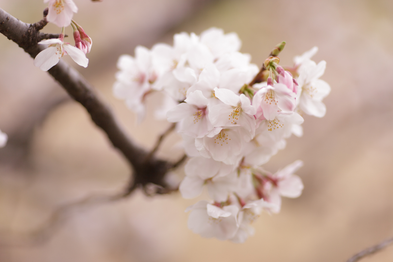 花曇りのやさしい桜_c0369219_16472291.jpg