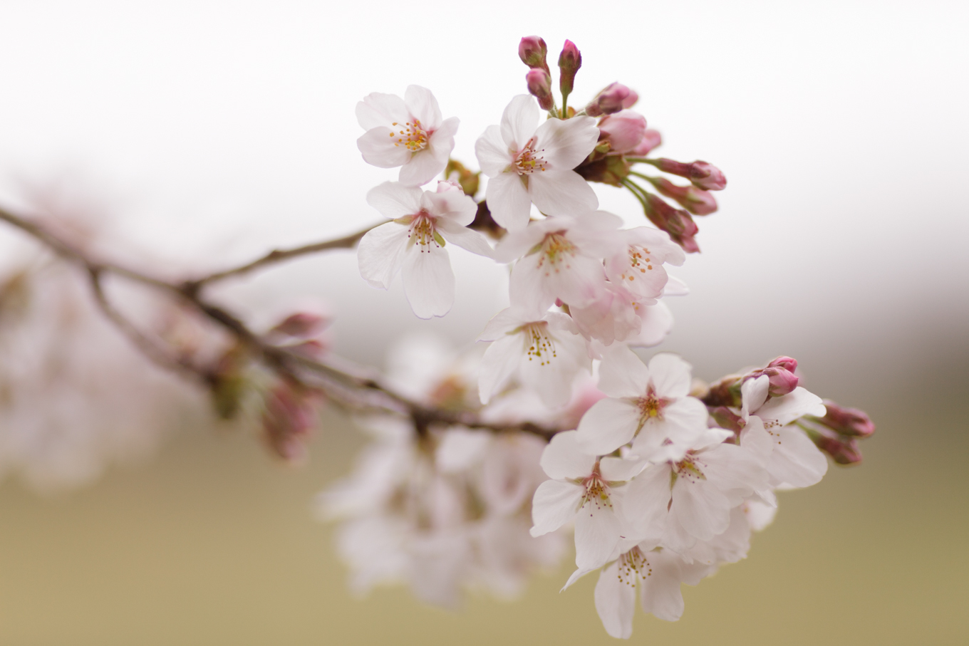 花曇りのやさしい桜_c0369219_16512489.jpg