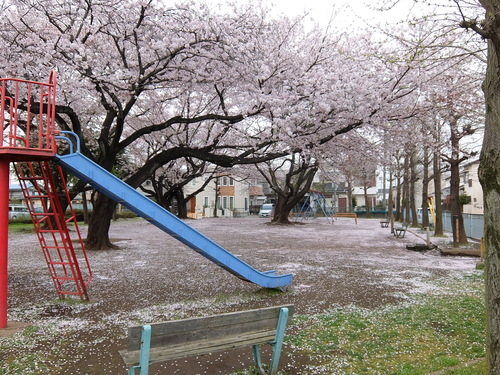 【桜絨毯】_f0128821_22265528.jpg