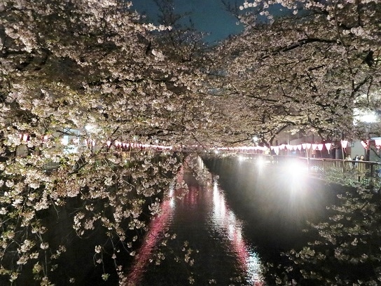目黒川とミッドタウンの桜♪_a0349222_1024750.jpg