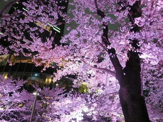 目黒川とミッドタウンの桜♪_a0349222_1043772.jpg