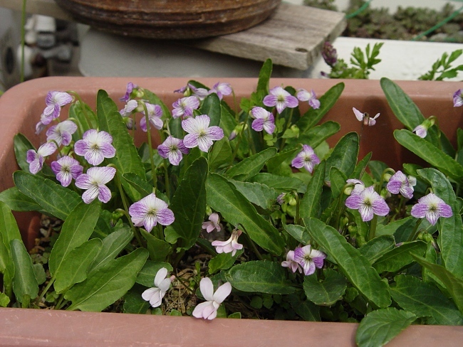 c0047422_18594493.jpg