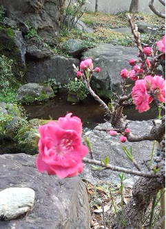 庭に咲いた花_e0171623_10495587.jpg