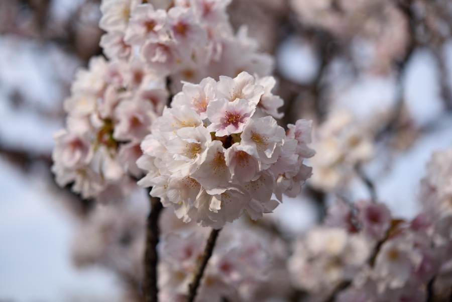 また行きました、桜の通り抜け。_d0121929_22094046.jpg