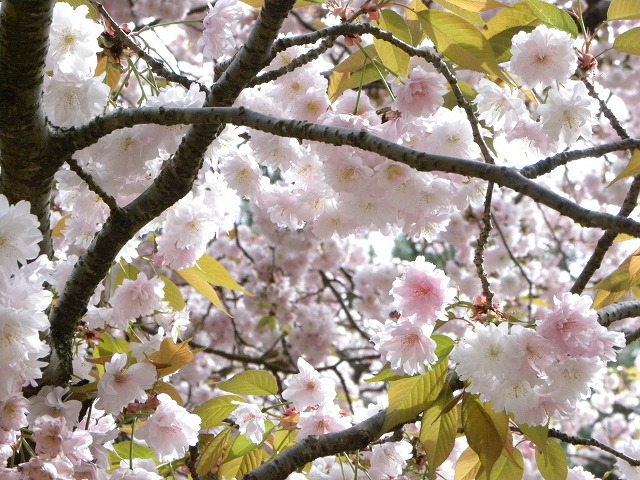 奈良県の佐保川の桜_f0054429_23101443.jpg