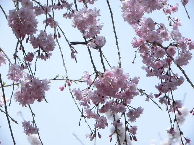 奈良県の佐保川の桜_f0054429_2310462.jpg