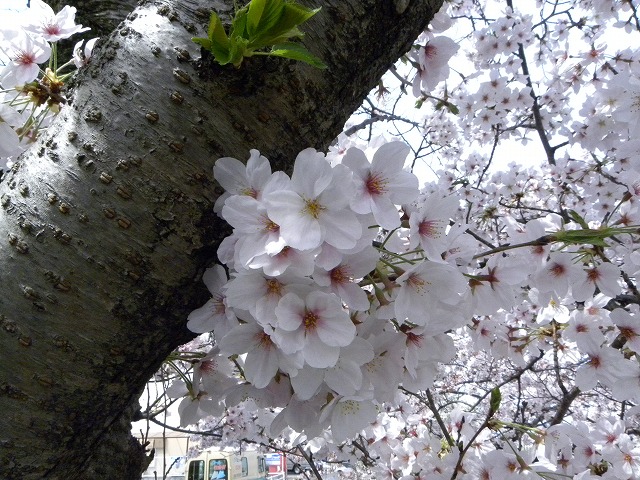 奈良県の佐保川の桜_f0054429_2365630.jpg