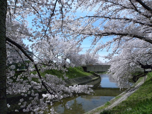 奈良県の佐保川の桜_f0054429_23811.jpg