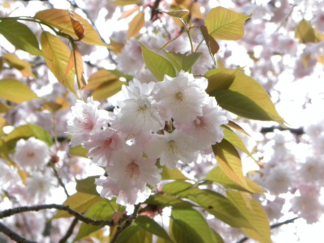 奈良県の佐保川の桜_f0054429_239913.jpg