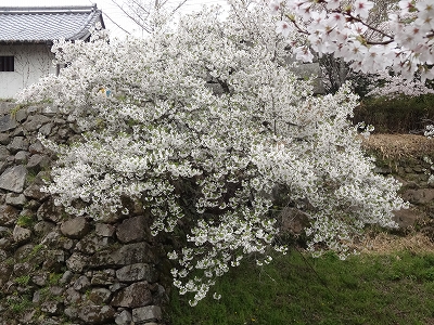 大和郡山城の桜_b0069630_23254674.jpg