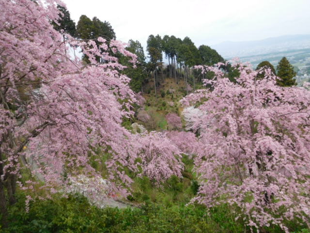 京都桜情報　2016　４月０８日現在_d0106134_2239175.jpg